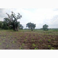 20 Acres of Farm Land for Lease at Oduru Vil
