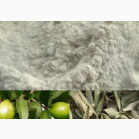 Gauva Leaf Powder