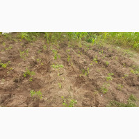 10 Plots of Land 100 X 50 Feet for Sale