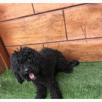 1+ year Male Purebred Poodle