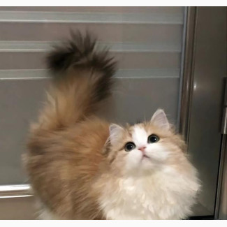3-6 months Female Purebred Persian