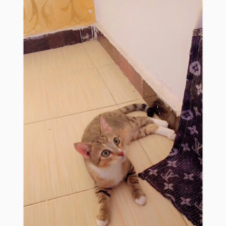 3-6 months Male Mixed Breed American Wirehair
