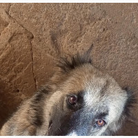 Male Purebred Caucasian Shepherd - 3-6 months old