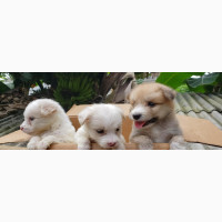 0-1 month Female Mixed Breed Australian Terrier