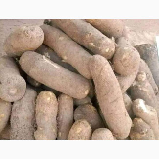 Tubbers of Yam Iyo Available for Sale