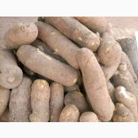 Tubbers of Yam Iyo Available for Sale