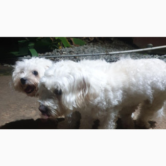 Adult Maltese for Mating/Stud Service