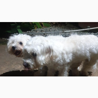 Adult Maltese for Mating/Stud Service