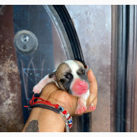 0-1 month Female Purebred American Bulldog