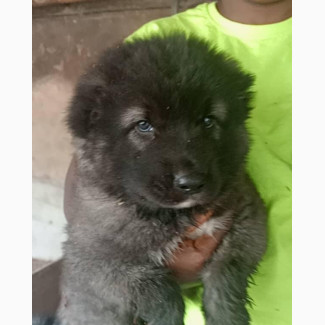 Female Purebred Caucasian Shepherd Puppies for Sale