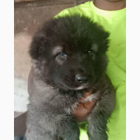 Female Purebred Caucasian Shepherd Puppies for Sale