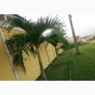 Supply of Queens Palm and Other Landscape Elements