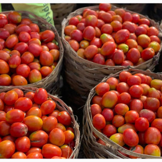 Fresh Utc Tomatoes - 100% Organic