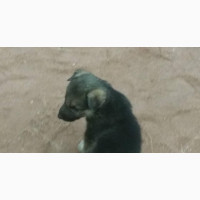 Purebred Germany Shepard Puppies for Sale