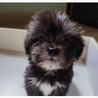 Male Purebred Lhasa Apso Puppy Available in Mowe