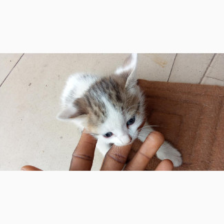 1-3 months Female Mixed Breed Exotic