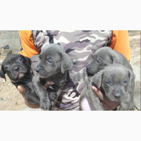 Purebred Cane Corso Puppy for Sale