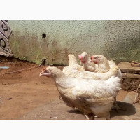 Healthy Broilers for Sale