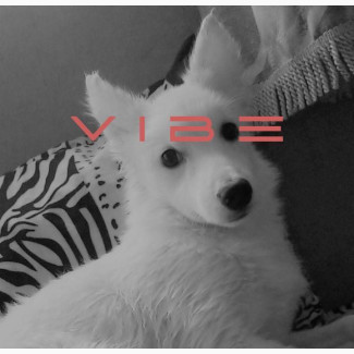 Male Purebred American Eskimo - 1+ Year Old