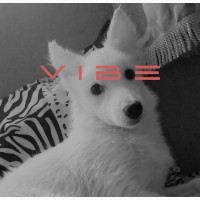 Male Purebred American Eskimo - 1+ Year Old