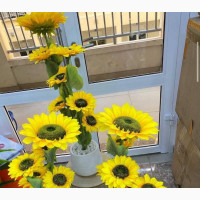 Sun Flower Potted Plant