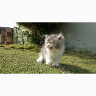 1-3 Month Male Purebred Persian