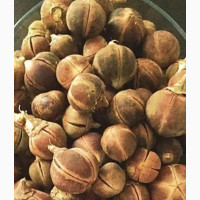 Wholesale Goron Tula for Wetness and Sweetness-100 Pcs