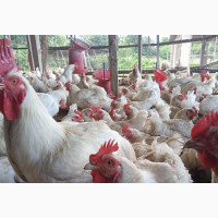 Fully Grown Chicken Breeders for Sale