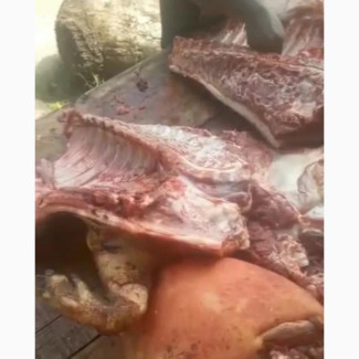Affordable Fully Slaughtered Pigs for Sale - Bright World Multilinks Farms (Nationwide Delivery)