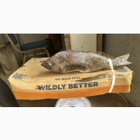 Rock Fish - Wholesale Price in Cartons