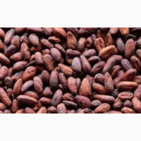 Cocoa Beans for Sale