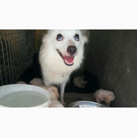 0-1 month Male Purebred Alaskan Malamute