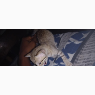 Adorable Female Ocicat Kittens - 1-3 Months Old