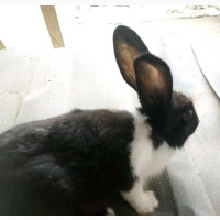 Rabbit for Sale - Hylamax, Sable, Spotted, Dutch
