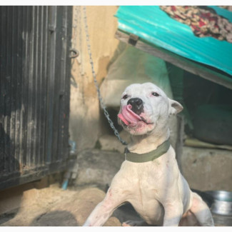 1+ year Male Mixed Breed American Pit Bull Terrier