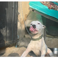 1+ year Male Mixed Breed American Pit Bull Terrier