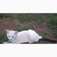 6-12 months Female Purebred American Wirehair