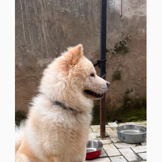 1+ year Male Mixed Breed Chow Chow