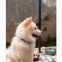 1+ year Male Mixed Breed Chow Chow
