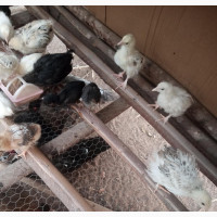 Day Old to 6 Weeks Old Local Breed Brahma Chicken for Sales