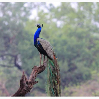 Male Peacock - Healthy and Mature