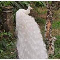 Male Peacock - Healthy and Mature
