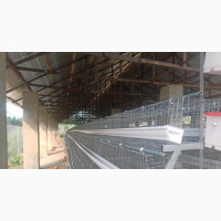 Battery Cages for Sale