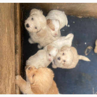 Female Purebred Lhasa Apso 3-6 Months Old