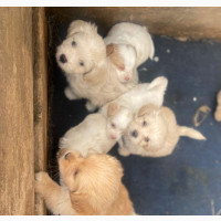 Female Purebred Lhasa Apso 3-6 Months Old