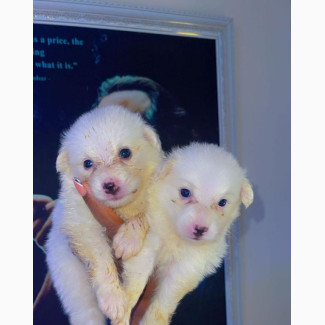 American Eskimo Female Puppy Available for Adoption