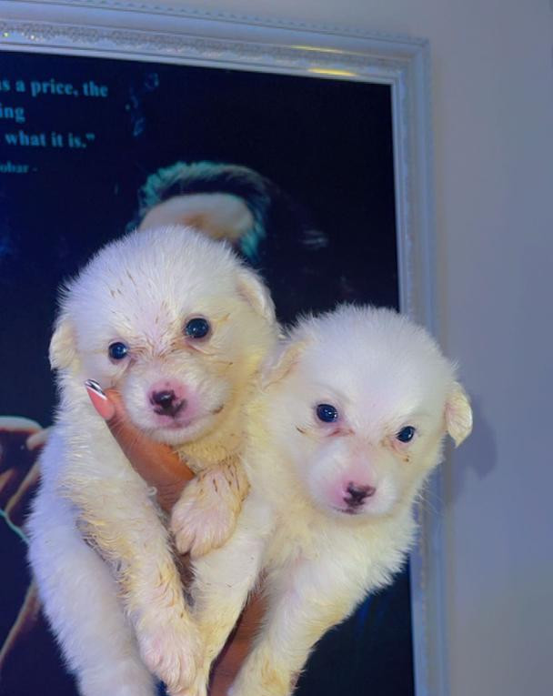 Фото 1/1. American Eskimo Female Puppy Available for Adoption