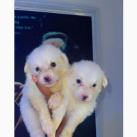 American Eskimo Female Puppy Available for Adoption