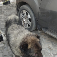 Male Caucasian Shepherd Available for Re-homing