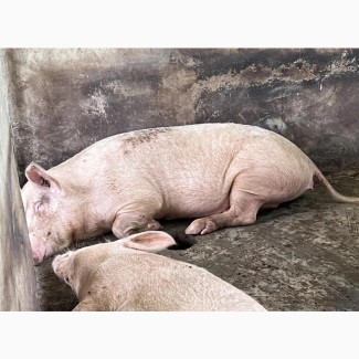 Live Pigs for Slaughter